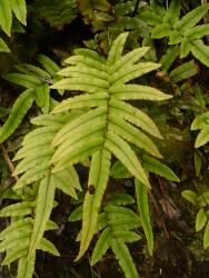 Blechnum procerum. Sterile fronds bearing stalked pinnae with acute apices that are only slightly reduced in length at the base.
 Image: L.R. Perrie © Te Papa CC BY-NC 3.0 NZ